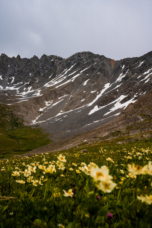You Belong Among the Wildflowers