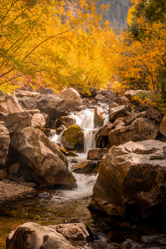 Golden Reverence